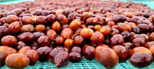 Vietnam Zanya farm | natural anaerobic - Image 2