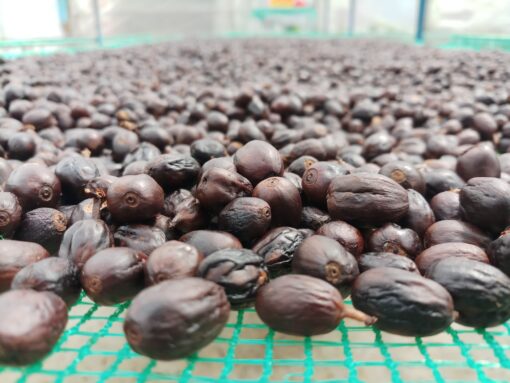 Vietnam Zanya farm | natural anaerobic - Image 4