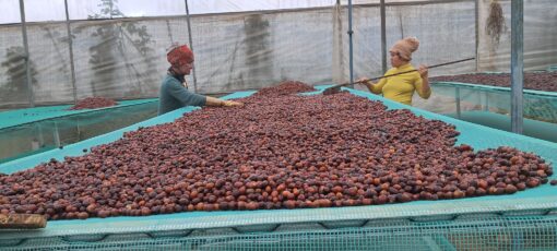 Vietnam Zanya farm | natural anaerobic - Image 5