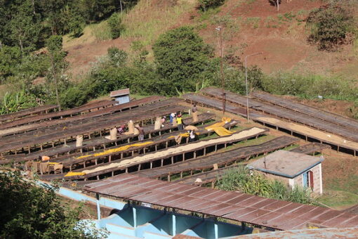 Kenya Nyeri Hill Estate AA | fully washed - Image 5