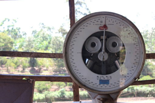 Kenya Nyeri Hill Estate AA | fully washed - Image 3