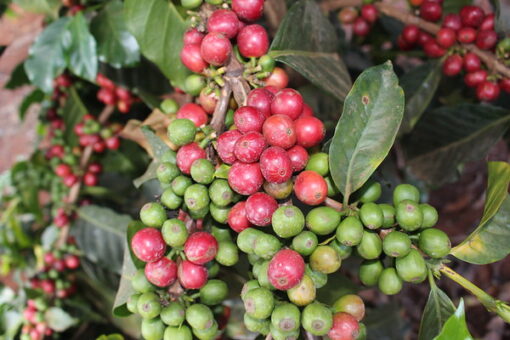 Kenya Nyeri Hill Estate AA | fully washed - Image 4